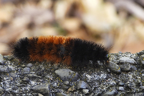 Black and brown caterpillar crawls on stones