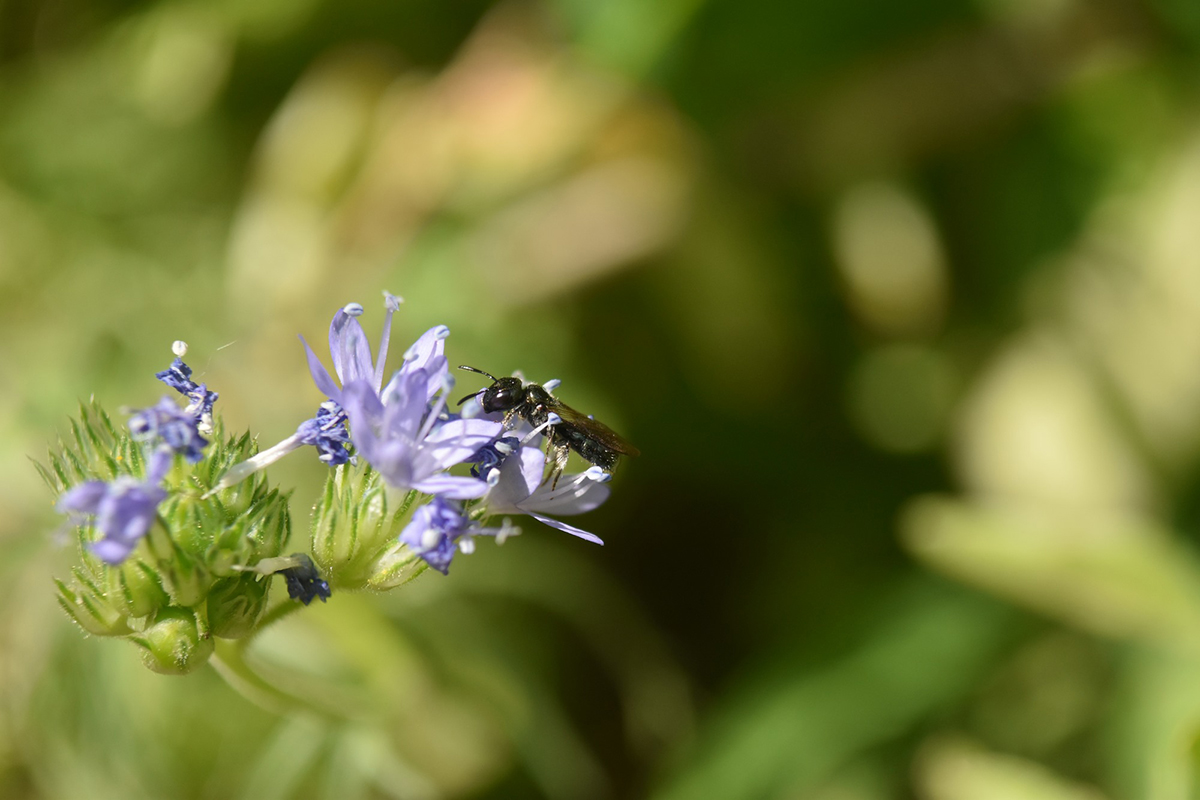 Small black carpenter bee on flower