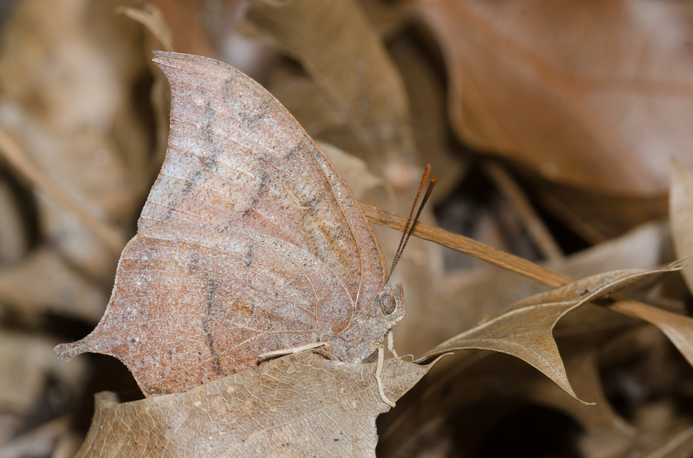 Goatweed leafwing butterfly blends in with surrounding dead leaves