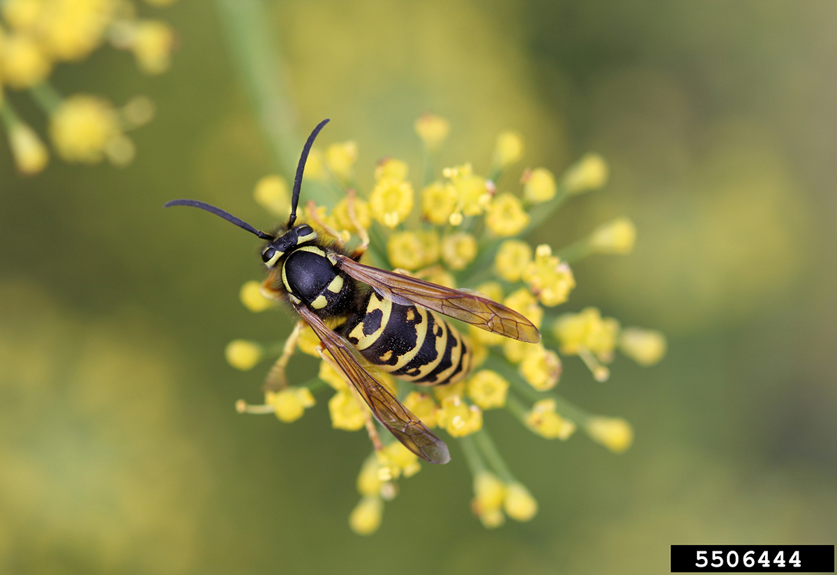 Yellow jacket on yellow flowers