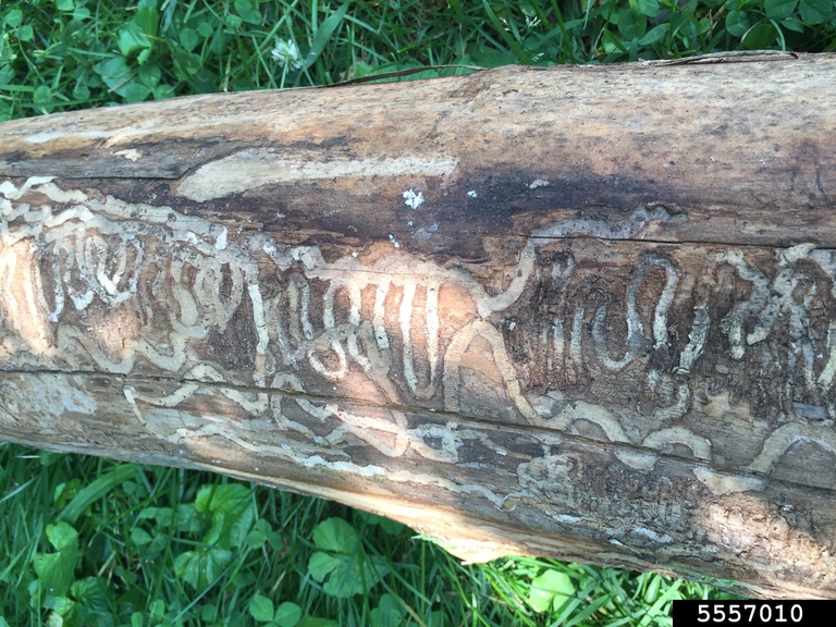 Tree with missing bark revealing swirly lines in the wood