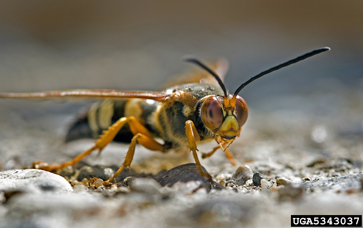 cicada killer wasp