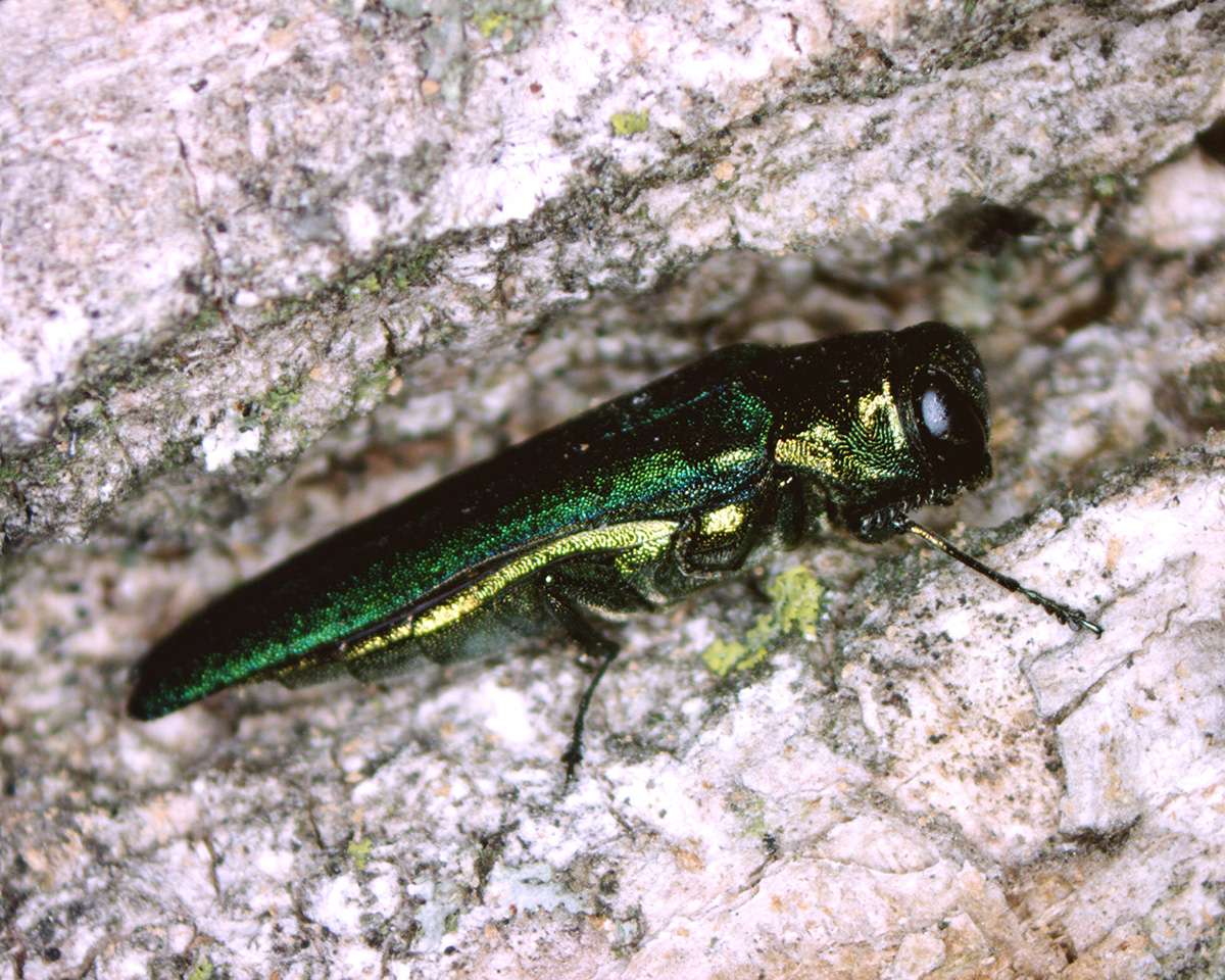 Metallic green adult emerald ash borer