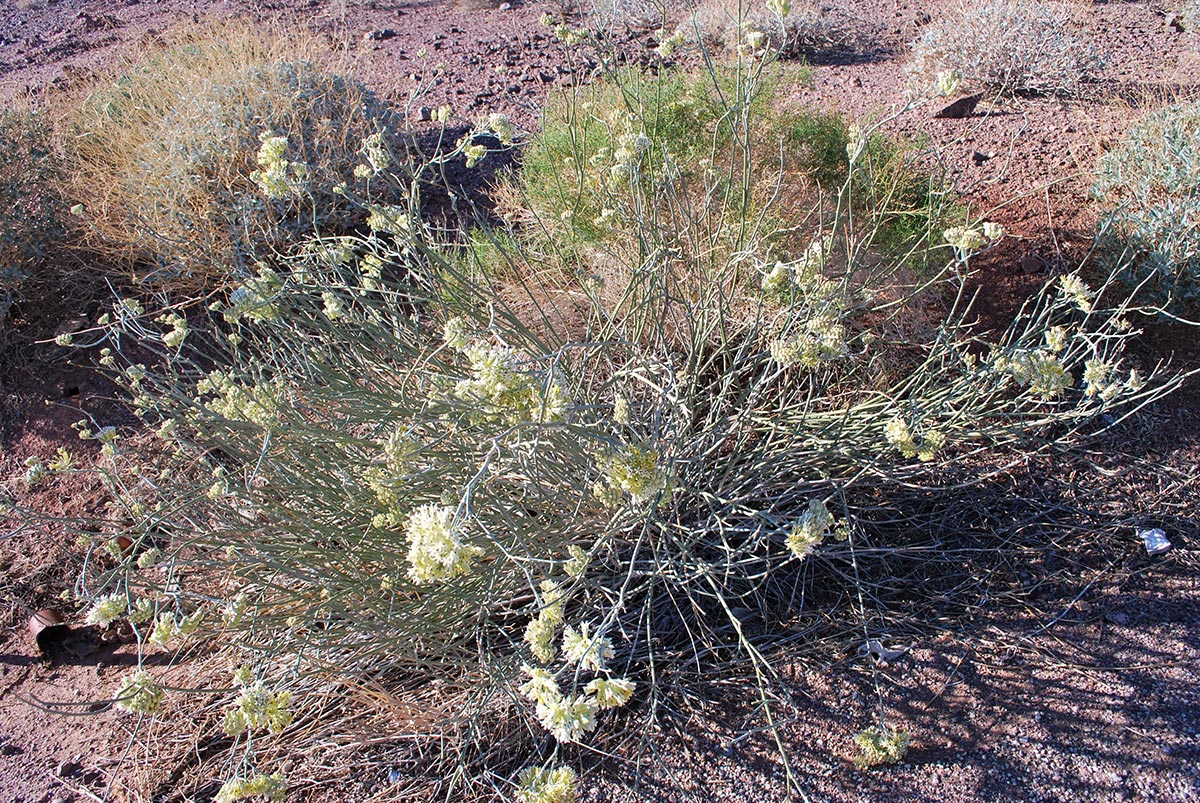 Desert milkweed in desert