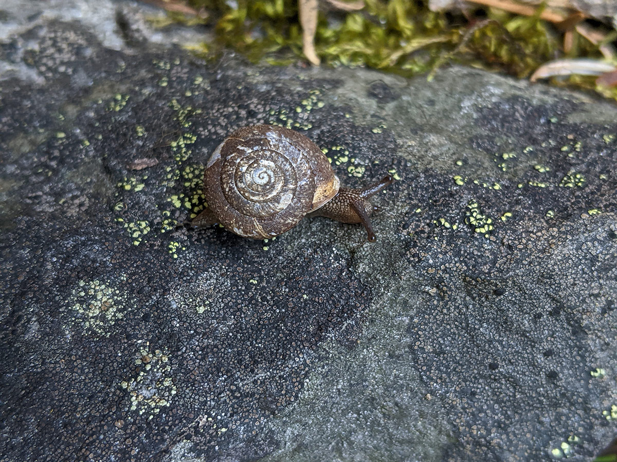 hesperian snail on rock