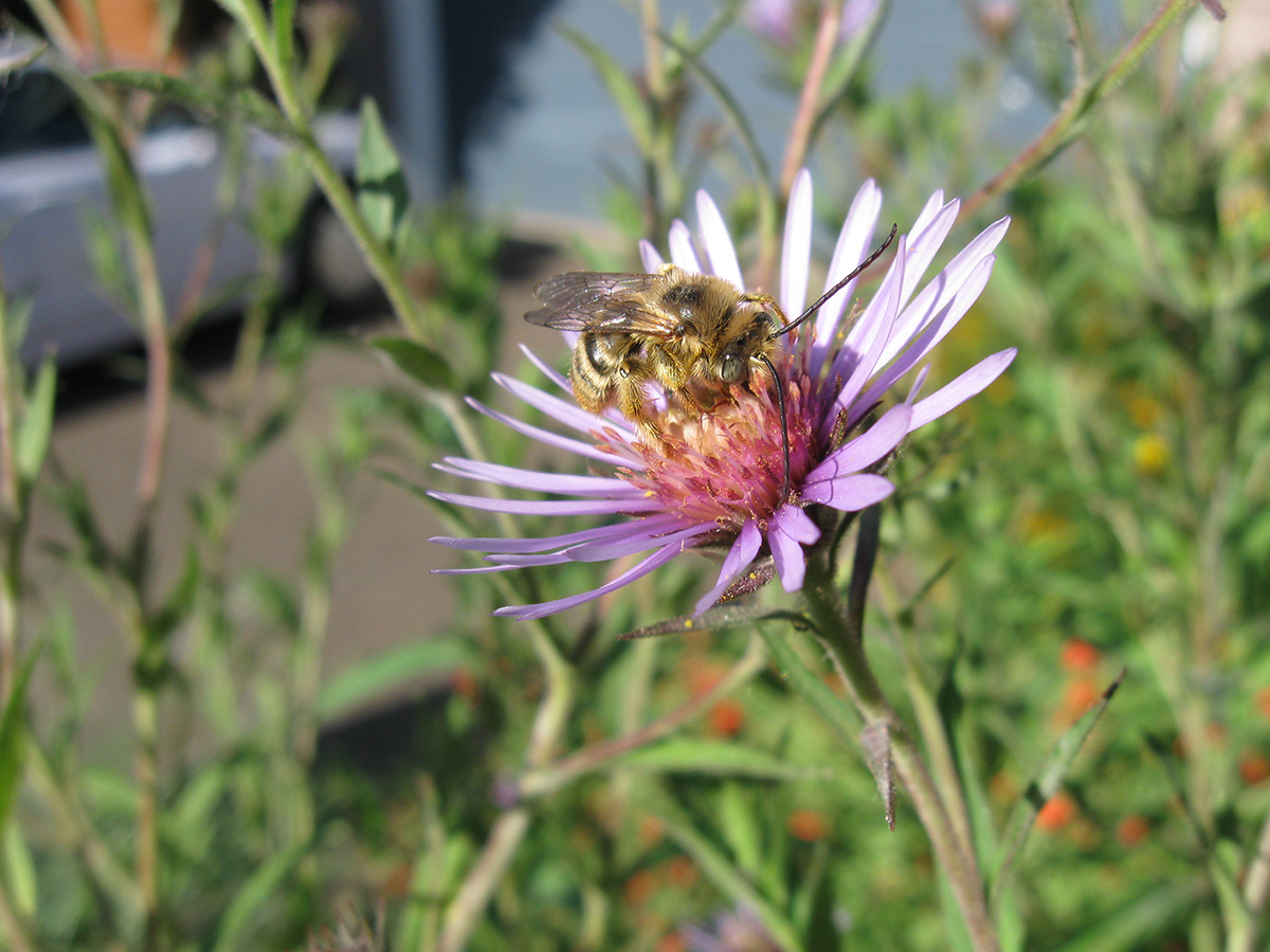 melissodes bee on flower 