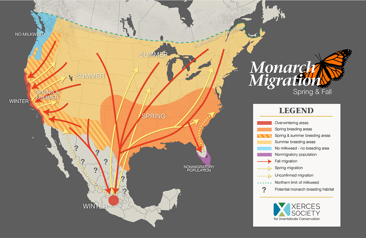 Map showing seasonal migration, breeding, and overwintering patterns of the monarch butterfly in North America