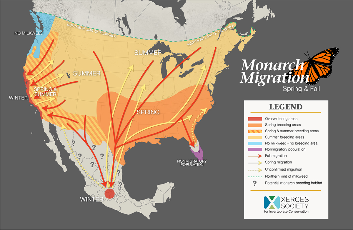 Monarch butterfly: Facts about the iconic migratory insects