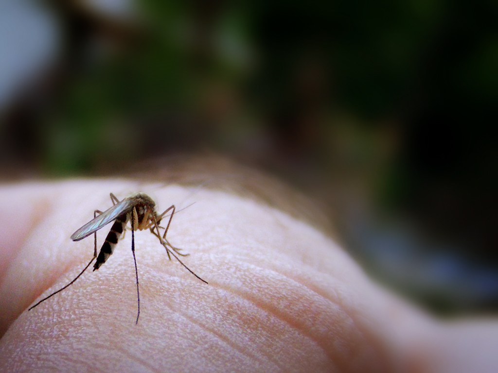 How to Control Mosquitoes Without Killing Pollinators and Other