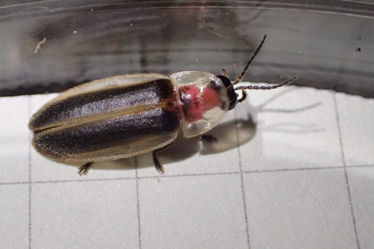 Florida intertidal firefly in a petri dish
