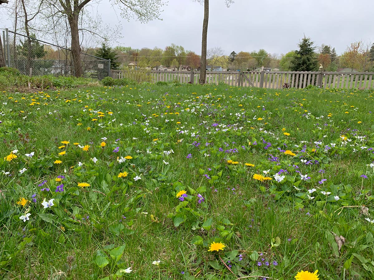 Grass and wildflowers growing in a lawn