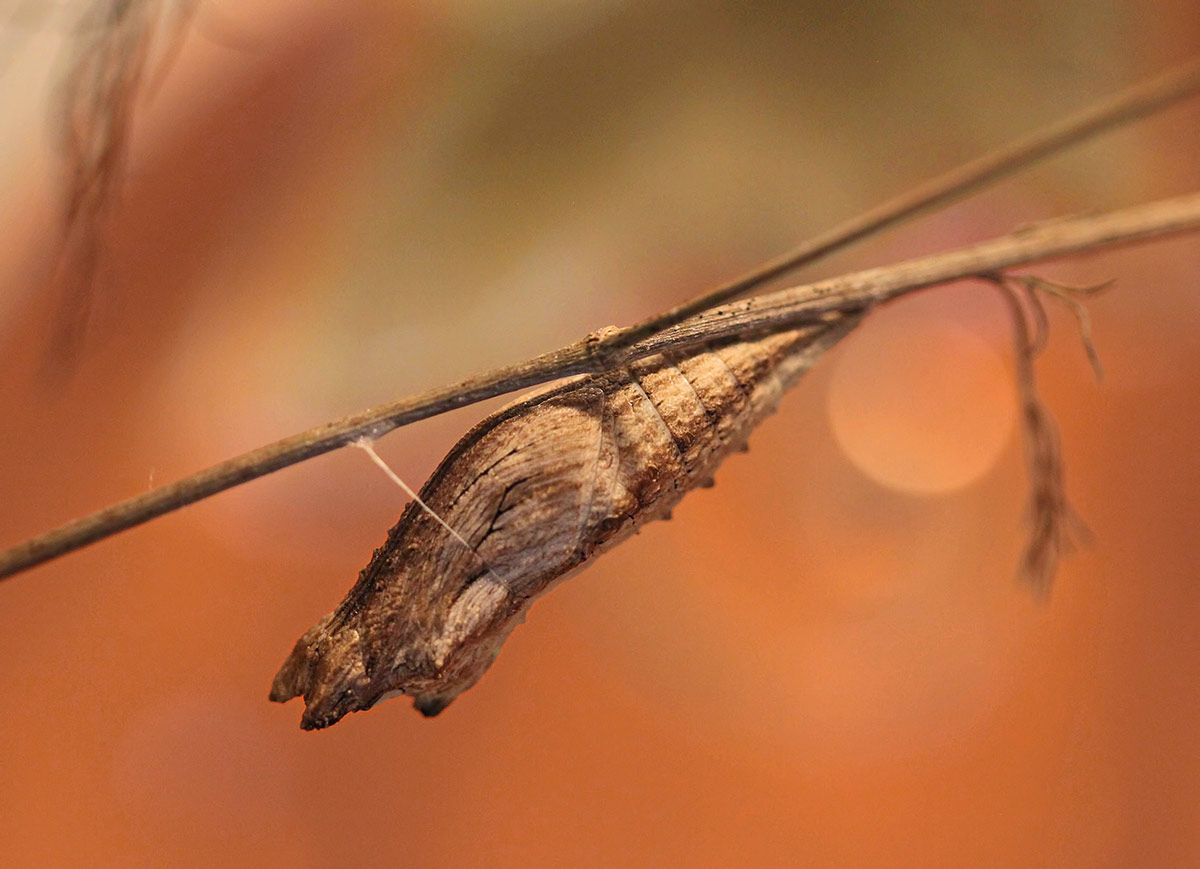 Butterfly chrysalis secured to a dried out plant stalk