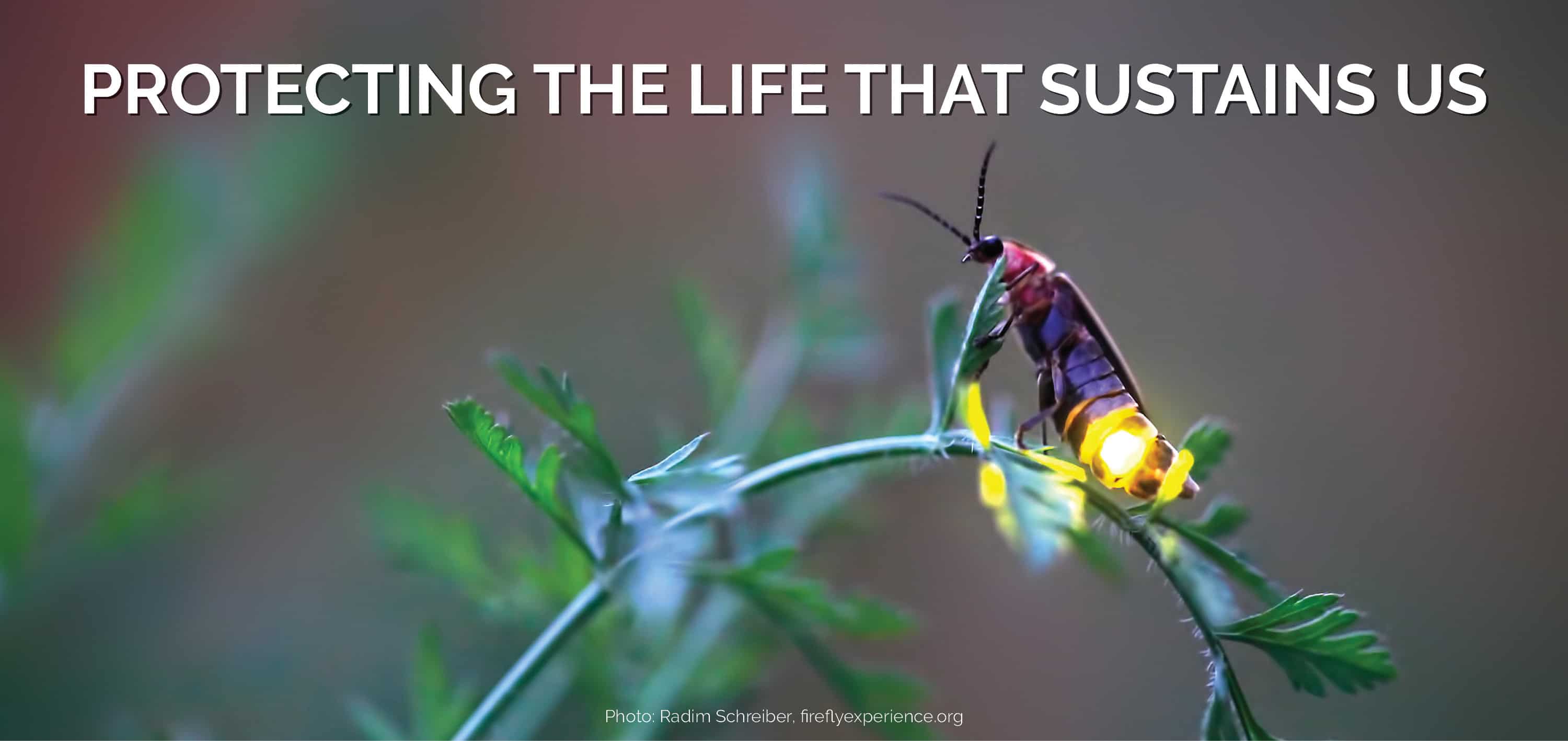 Xerces Society for Invertebrate Conservation: Championing the Unsung Heroes of Biodiversity