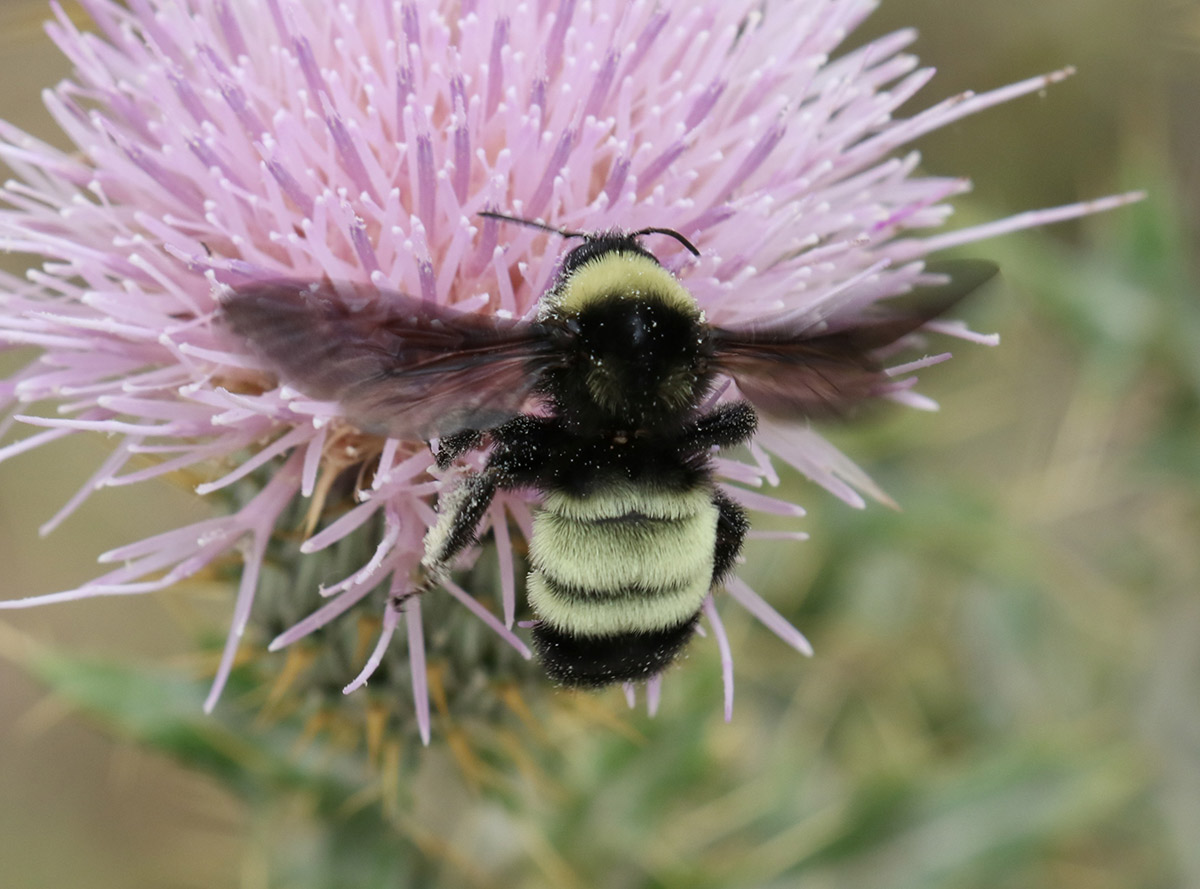 American bumble bee on thistle plant