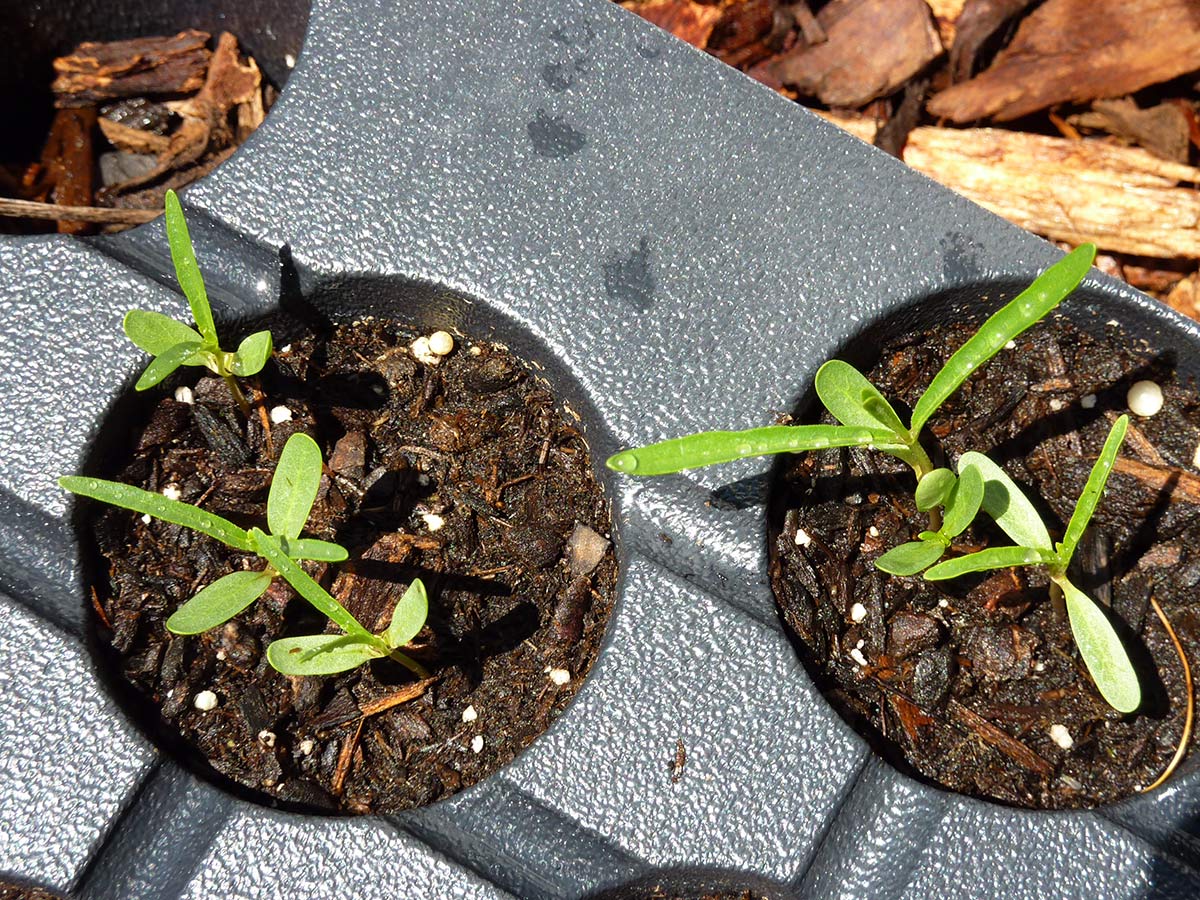 Milkweed plant starts