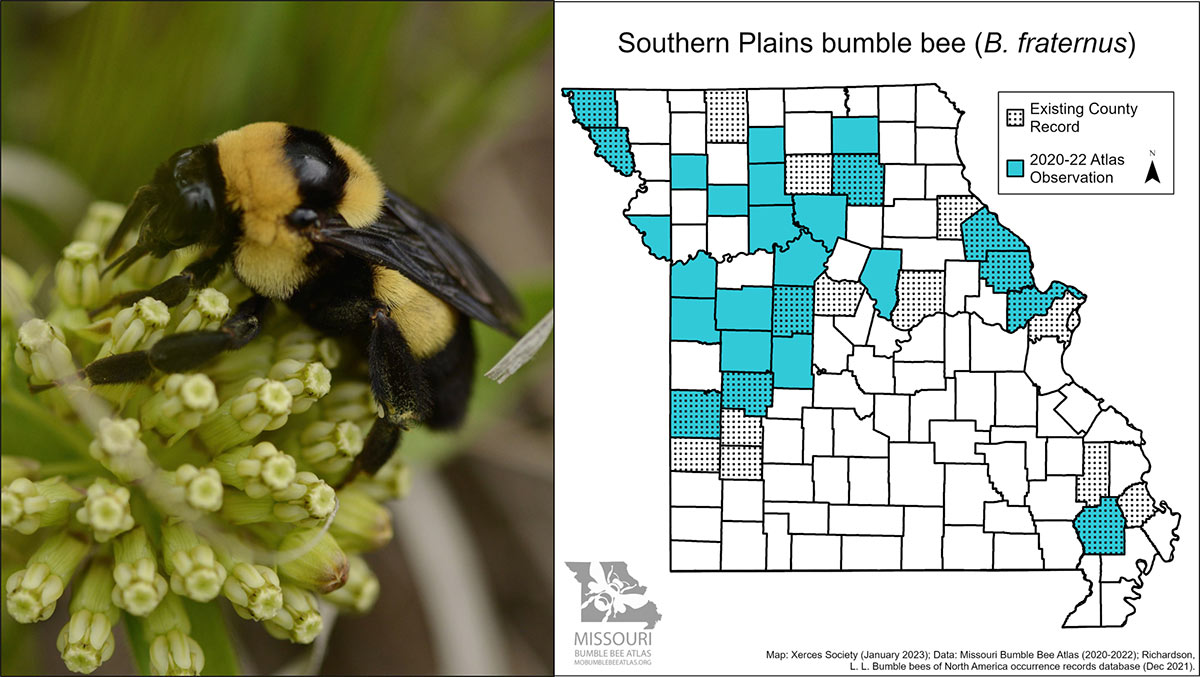 Southern Plains bumble bee and a map of counties where it has been found in Missouri