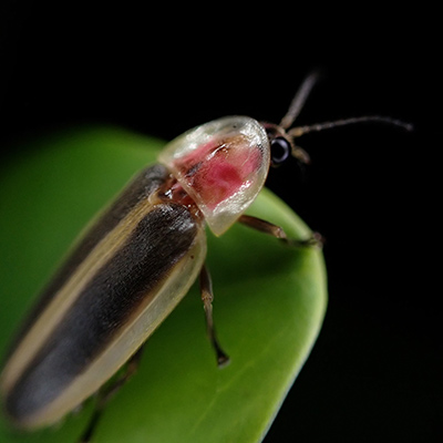 A firefly is perched on a leaf.