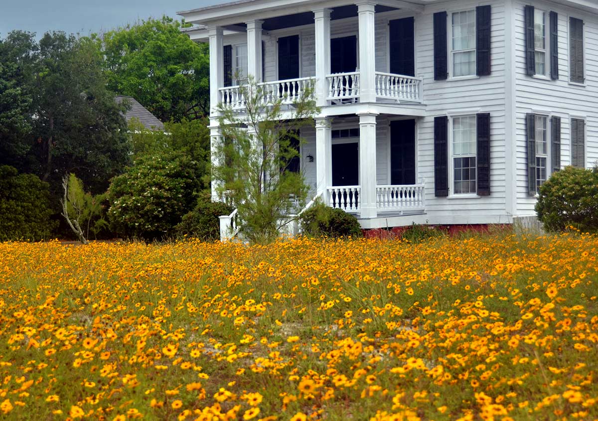 House with a meadow of black-eyed susan flowers rather than grass