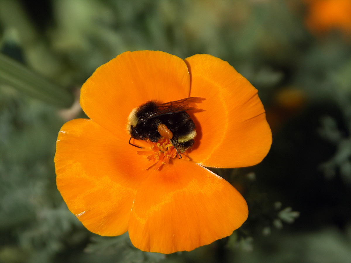 Bumble bee on California poppy