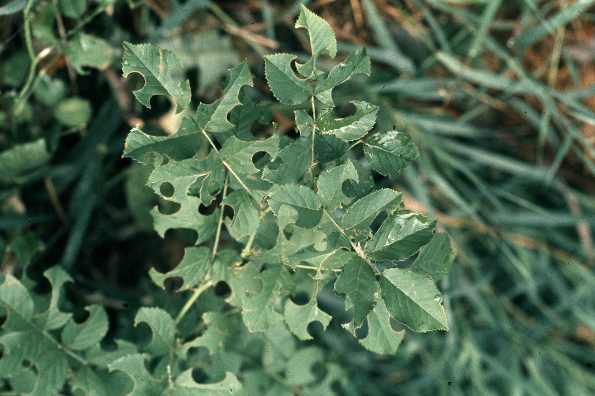 Plant with circular holes chewed out of leaves by leafcutter bees