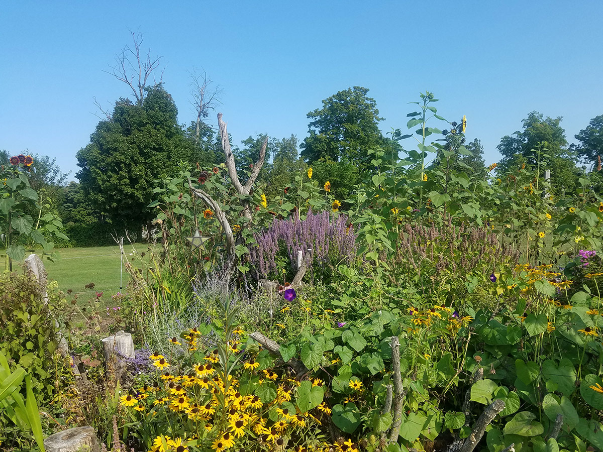 Diverse flowering plants in a garden patch