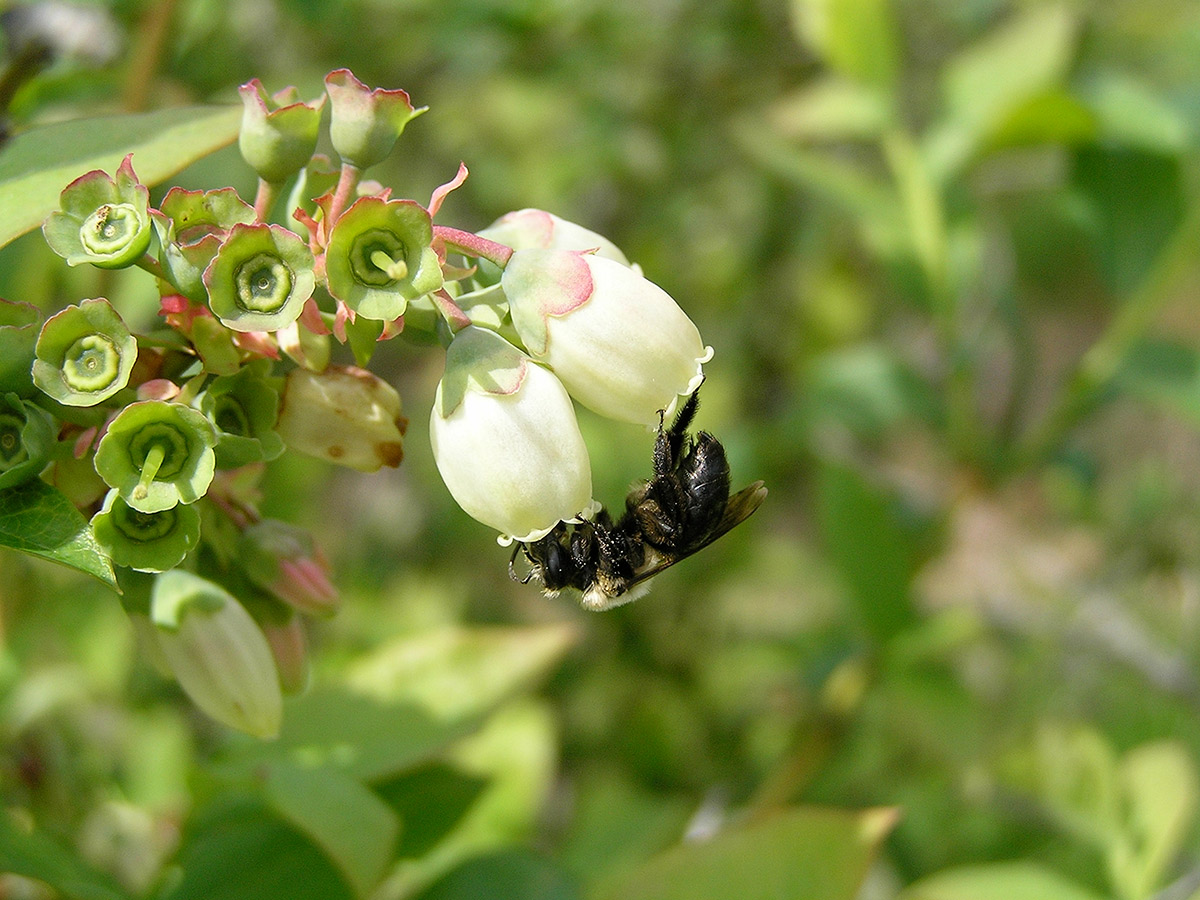 Mining bee on blueberry blossom