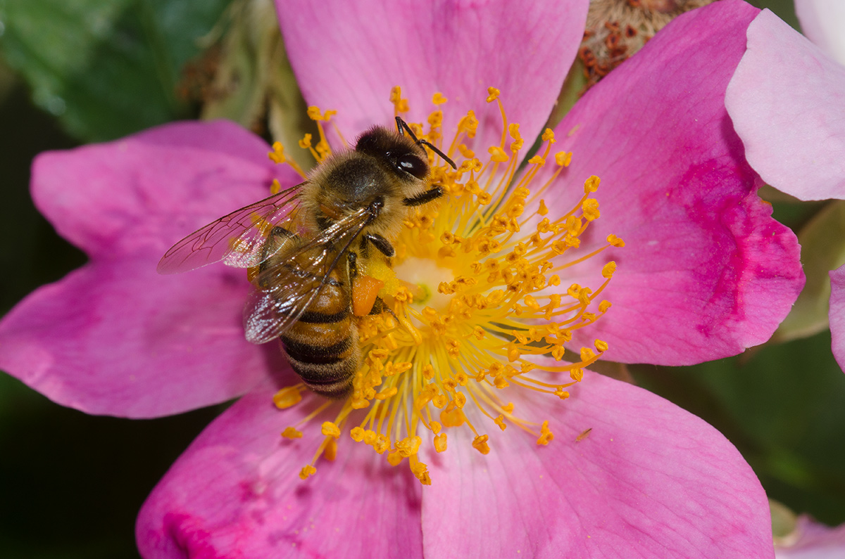 Want to Save the Bees? Focus on Habitat, Not Honey Bees