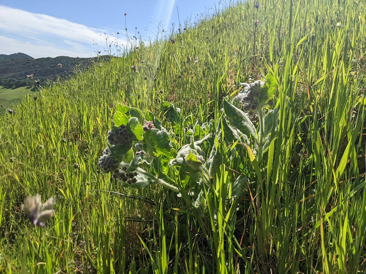 California milkweed plant growing on a hill