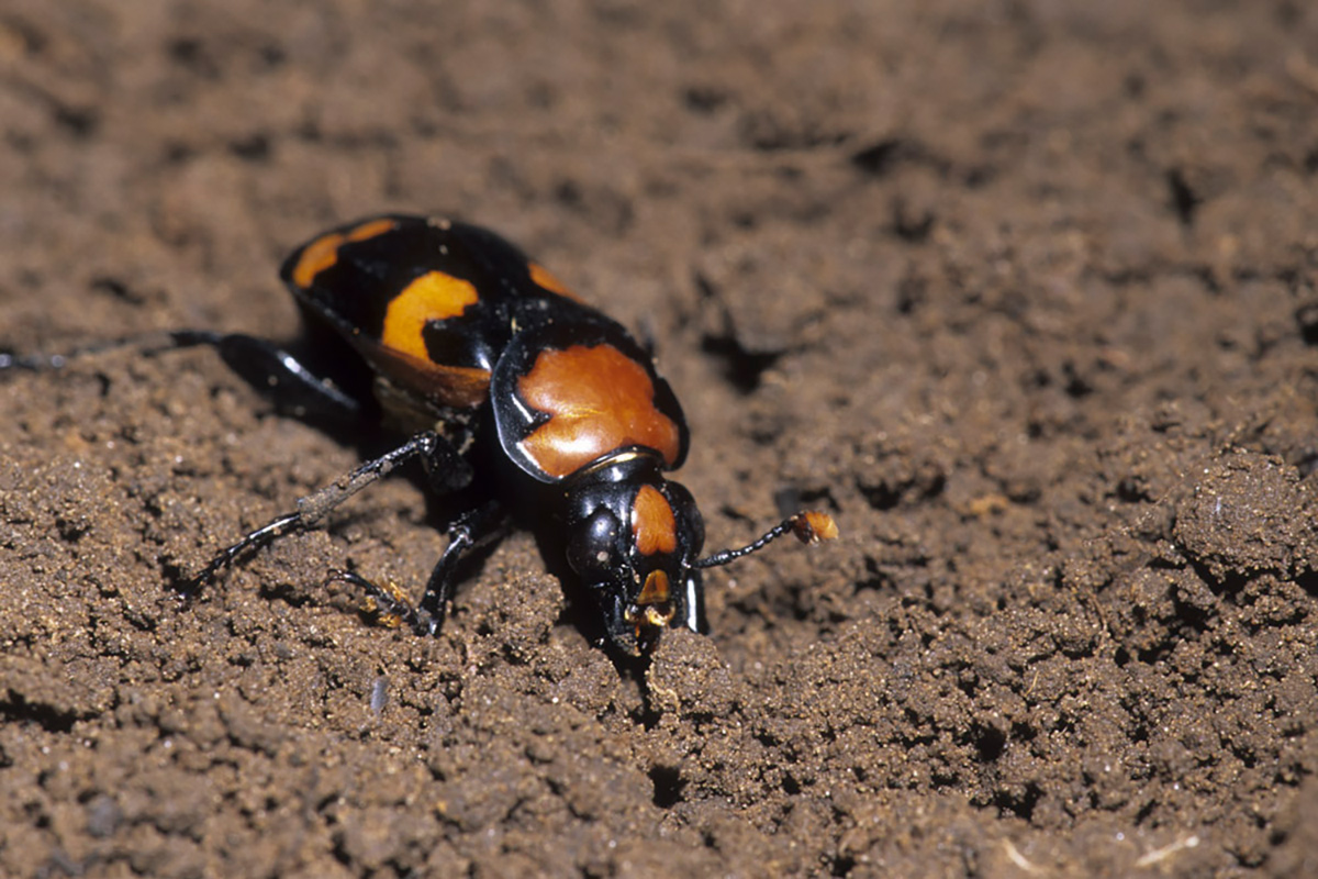 Beetles of Western North America