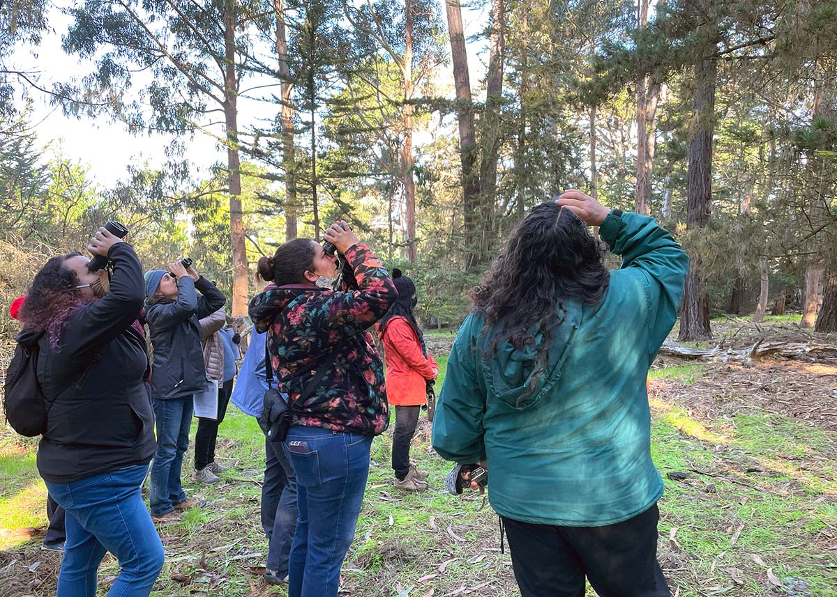 Several people looking up into trees with binoculars 