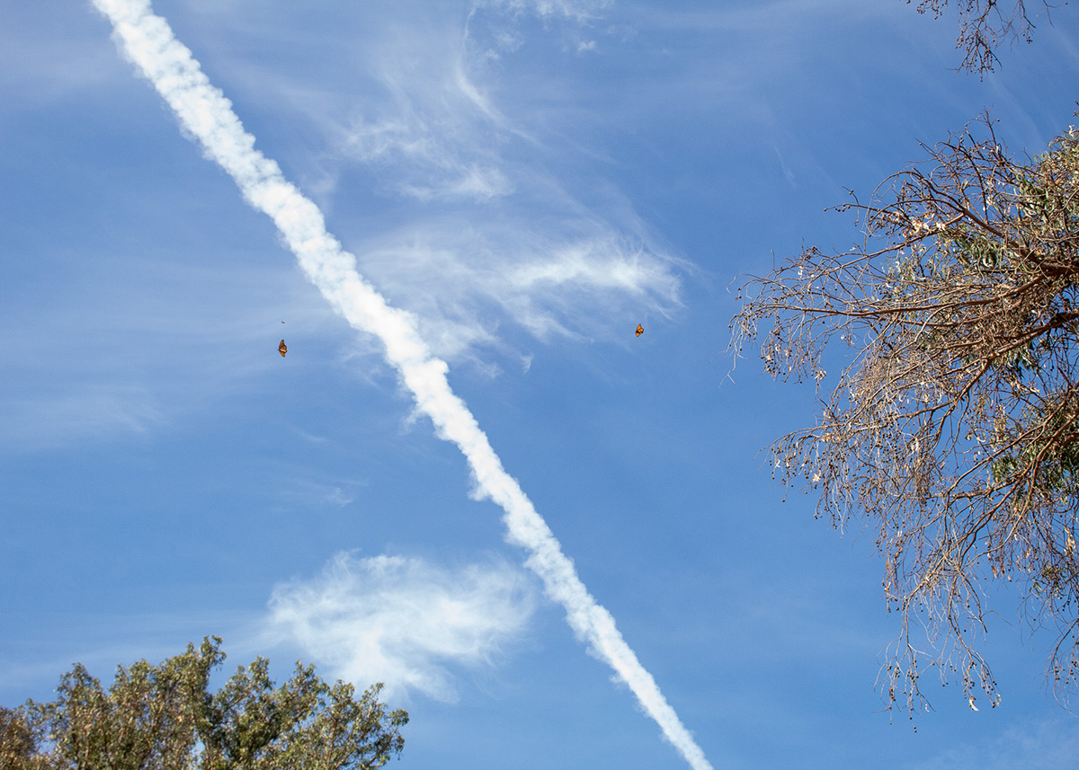 Two monarchs flying high in the sky 