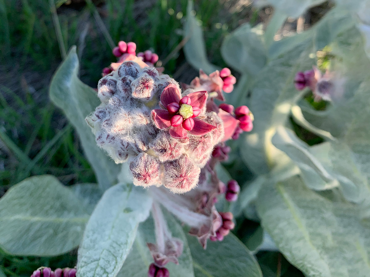Furry buds and small pink flowers of a California milkweed plant