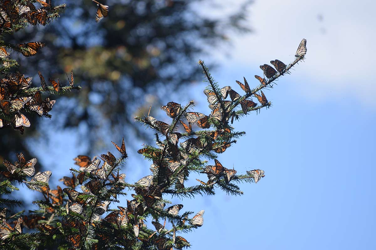Monarchs clustering on branch at overwintering site in Mexico
