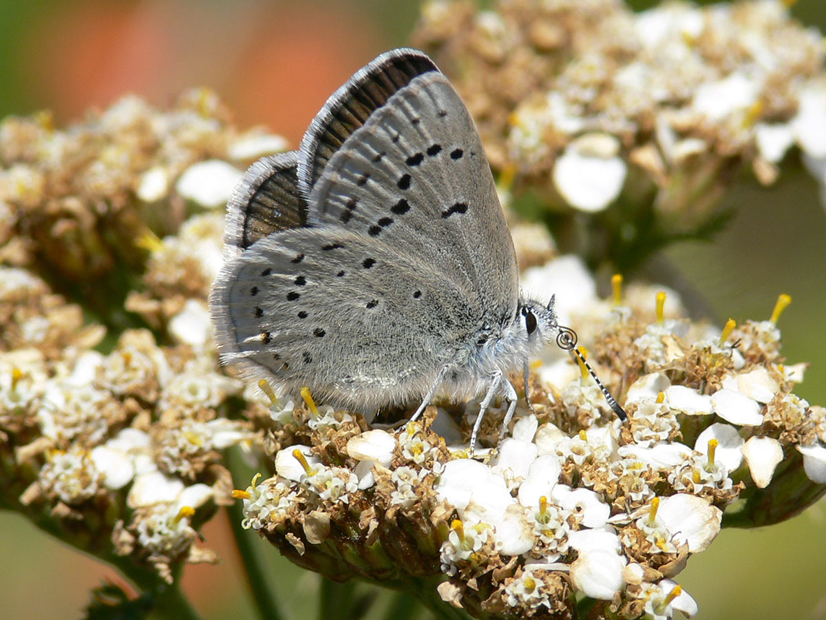 A female Mission Blue butterfly rests on a yarrow plant in California
