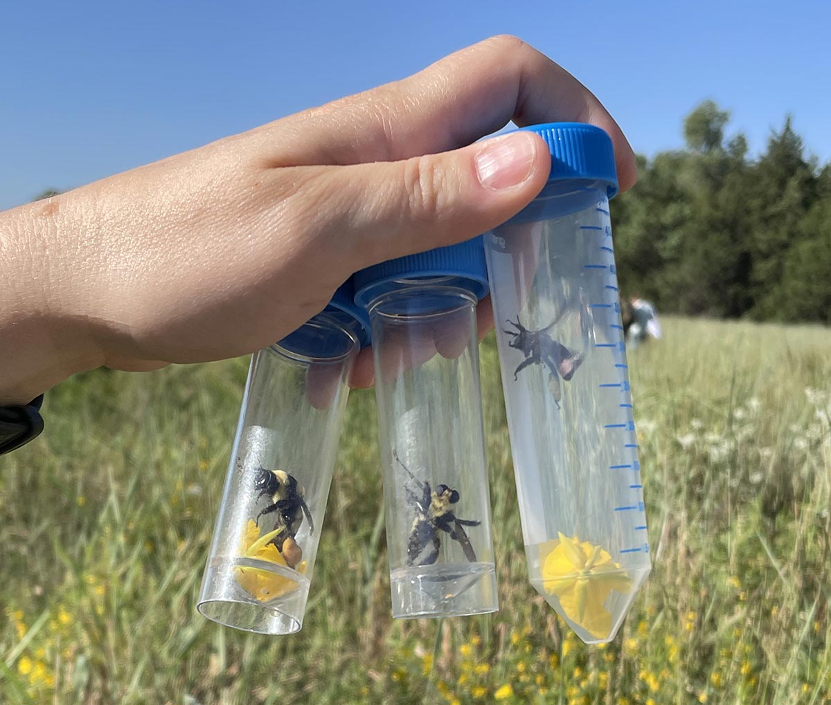 Three plastic tube containers containing live bees and flowers