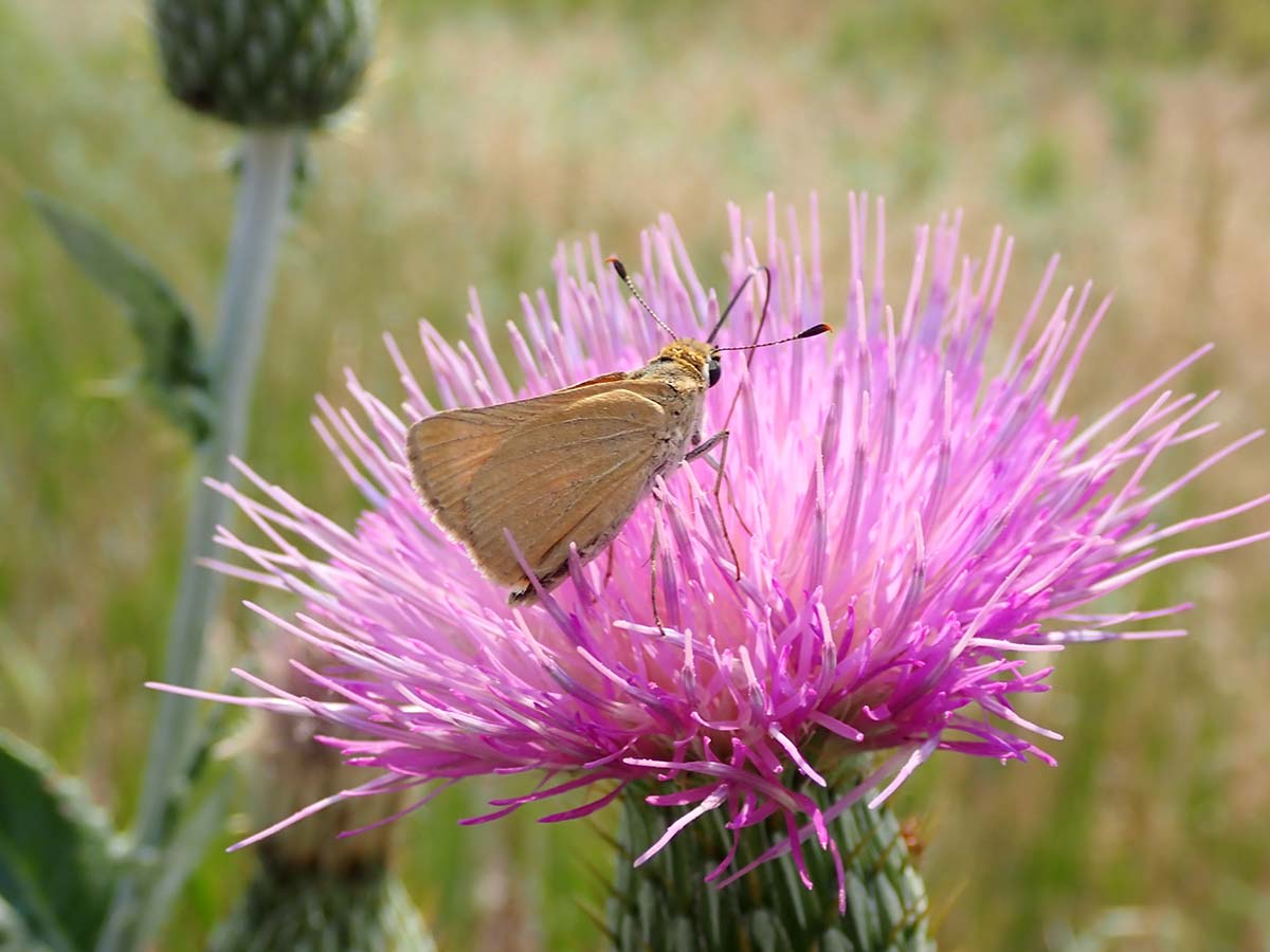 Skipper butterfly drinking nectar from wavyleaf thistle flower