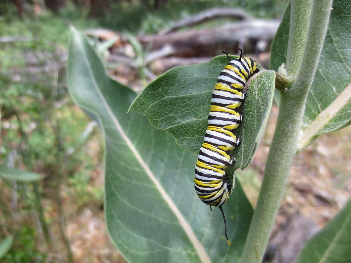 Monarch caterpillar eating milkweed leaves