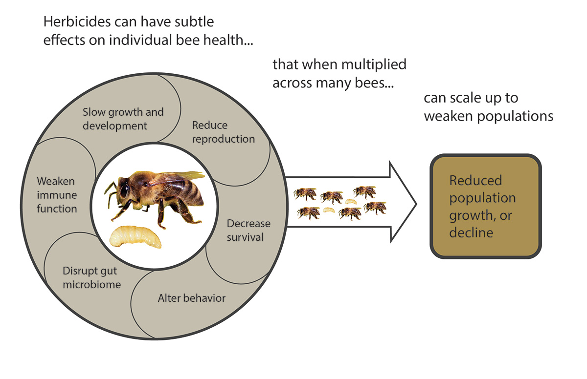 Visualization of how small. nonlethal effects can build up in a population over time and eventually reduce the overall health or abundance of an insect population
