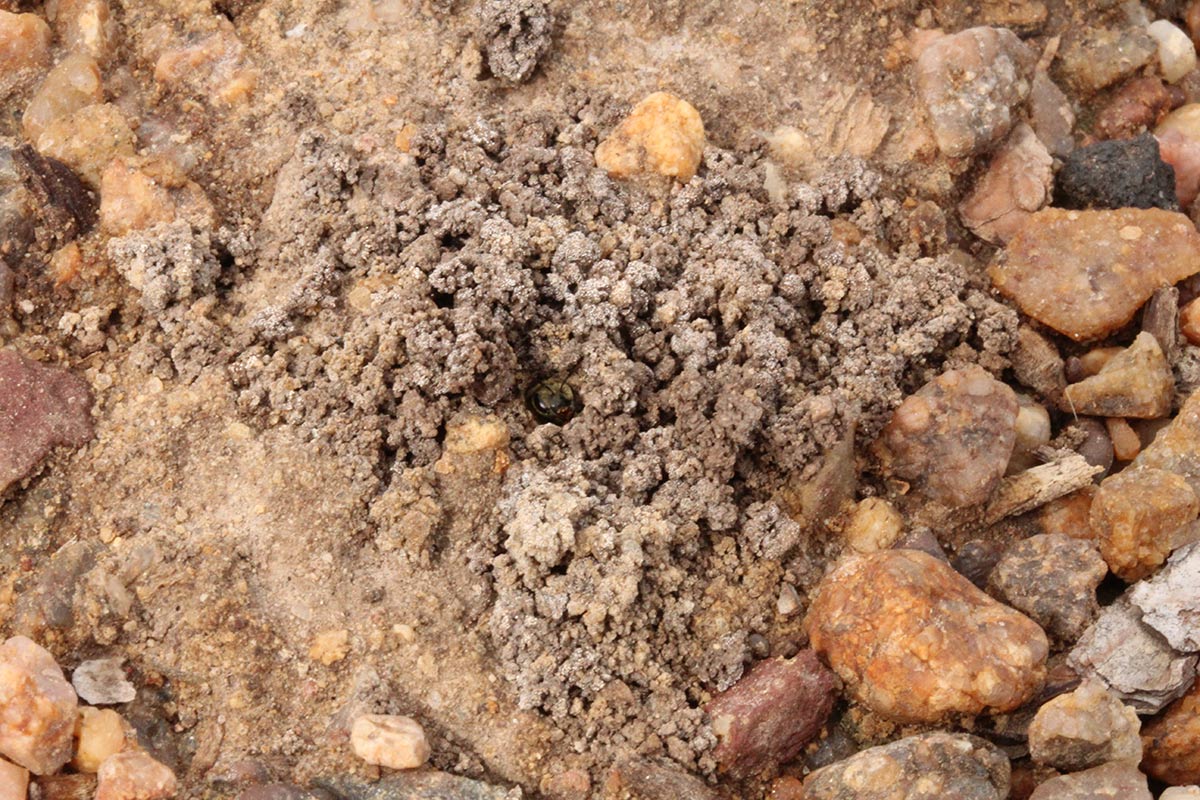 A small sweat bee poking her head out of her nest. While the nest is dug in soil, it is surrounded by many pebbles.