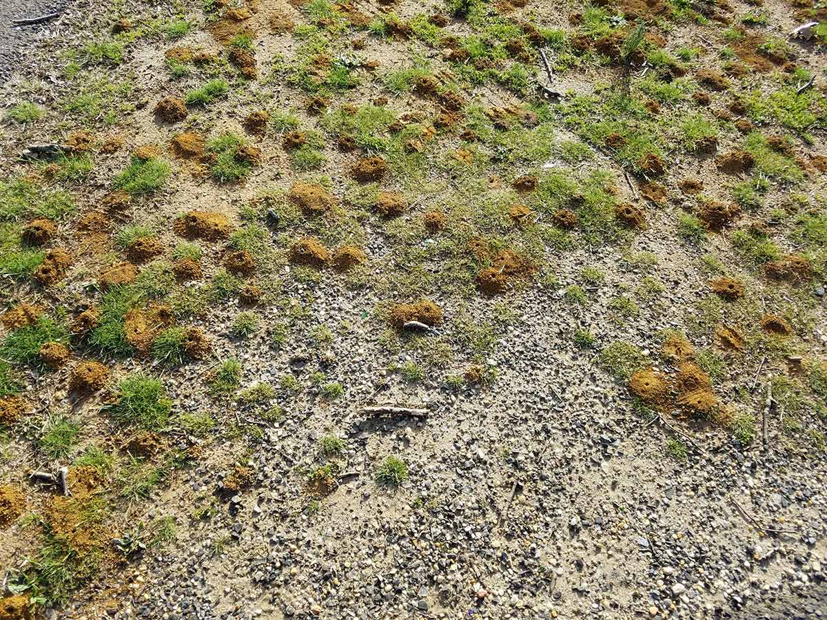 An area of ground partially covered in sparse grass clumps, and partially more bare ground with pebbles. Nests of ground-nesting bees are all over, easily noticeable by the small heaps of soil around each entrance.