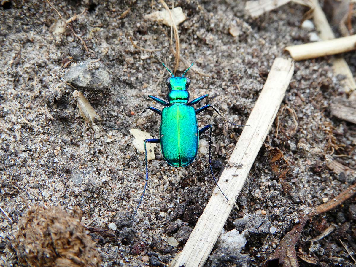 A tiger beetle walking over an area of bare soil. Its entire body is a very bright metallic green, with hints of blue in the legs.