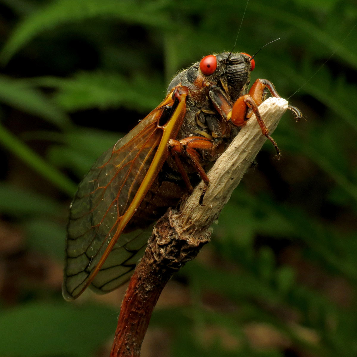 Cicada Scream Loud Bug Summer All Your Cicada Questions Answered Cicada Scream Loud Bug Summer All Your Cicada Questions Answered