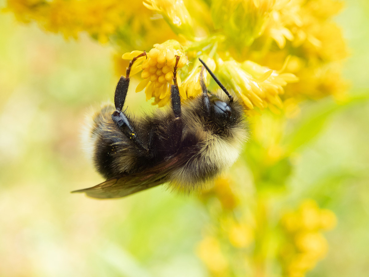 A bumble bee hangs from a cluster of small yellow flowers.