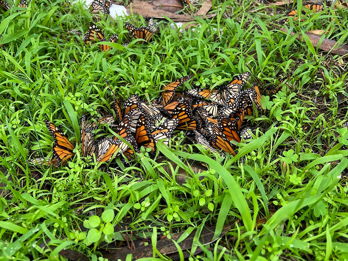  A pile of dead monarch butterflies amidst a green grass lawn.