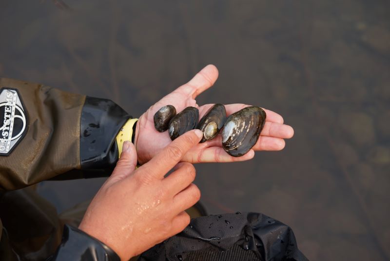 Scientist holding four mussels in the pal of their hand