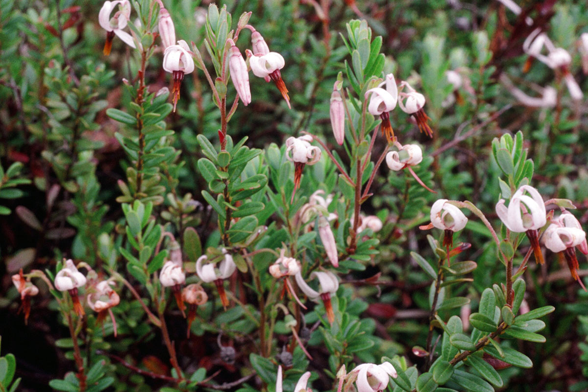 A patch of flowering cranberry plants. The flowers point downwards, with petals that curl up towards the base.