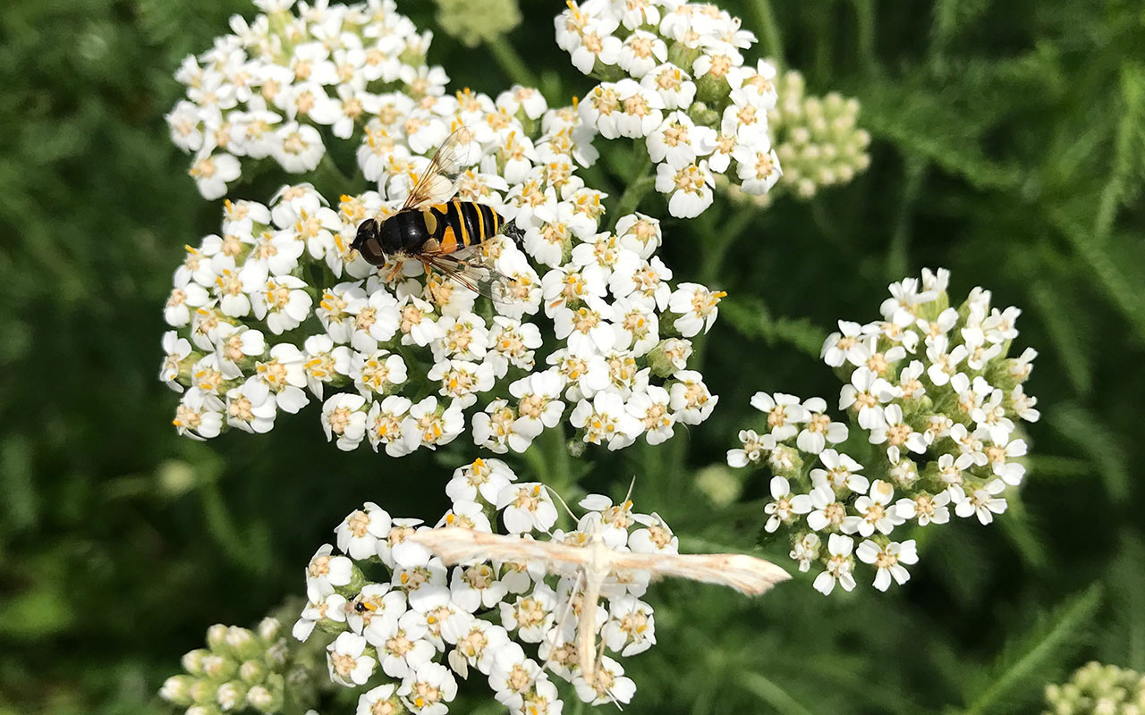 A hover fly resting atop a cluster of small white flowers. The fly is yellow and black, like a typical bee or wasp, but only has one pair of wings.