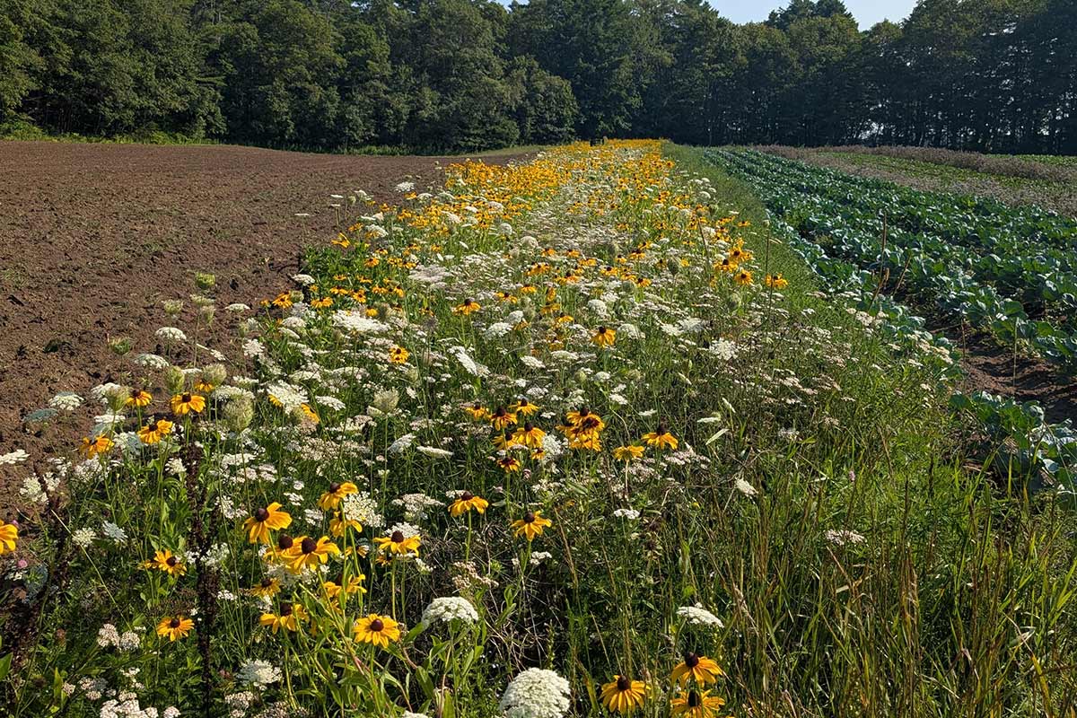 A farm field with a row of wildflowers at the edge of the food crops.