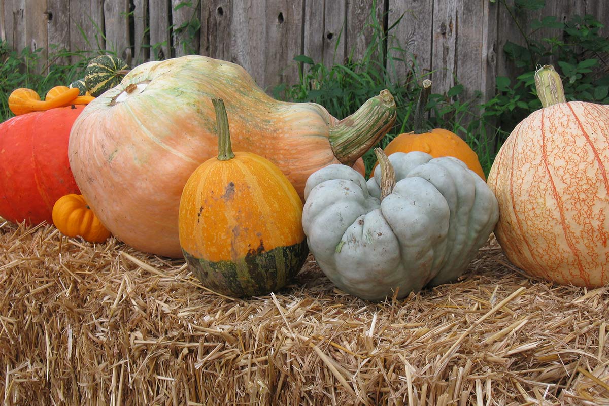 Several different varieties of pumpkins and squashes lined up on a hay bale.
