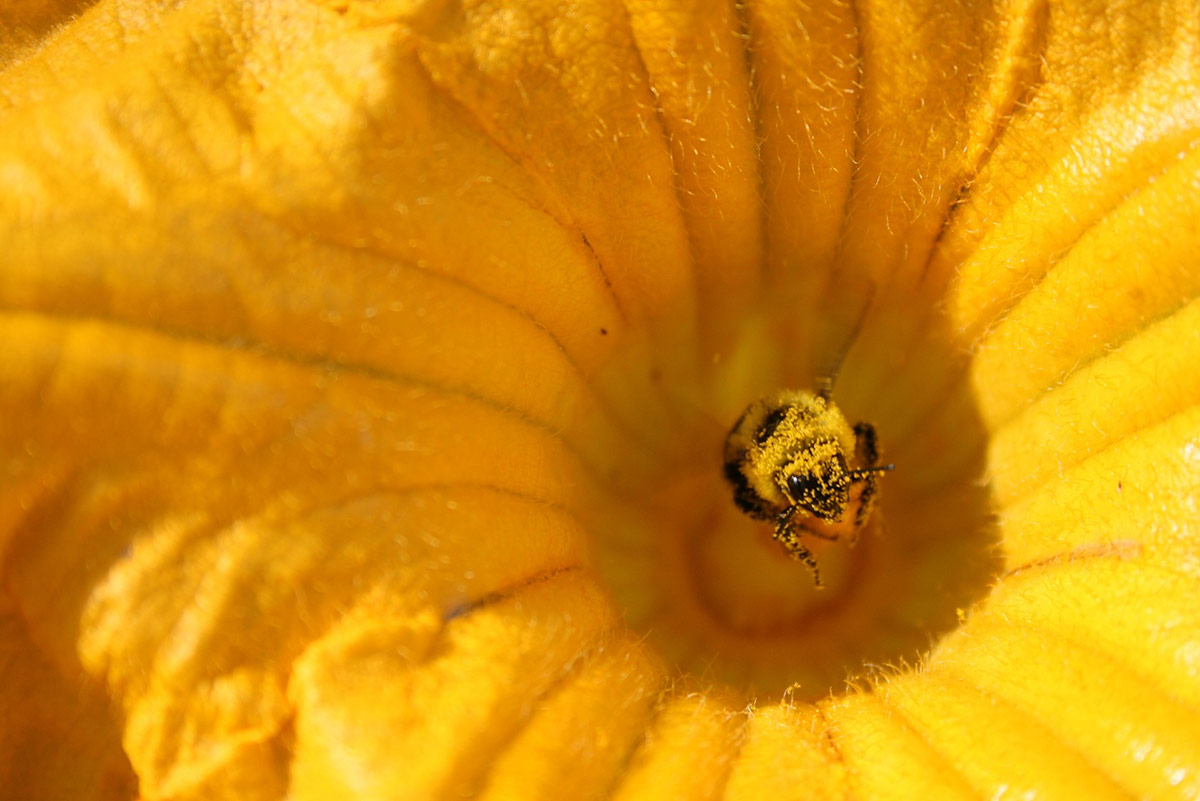 A squash bee, covered in pollen, looking out from the center of a bright orange squash flower.